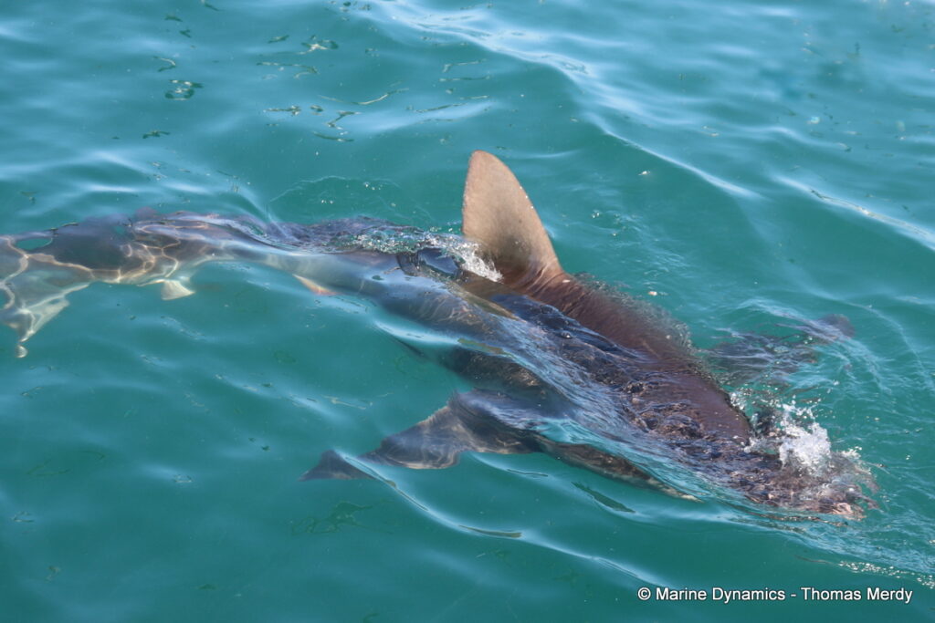 Shark cage diving, Gansbaai, South Africa