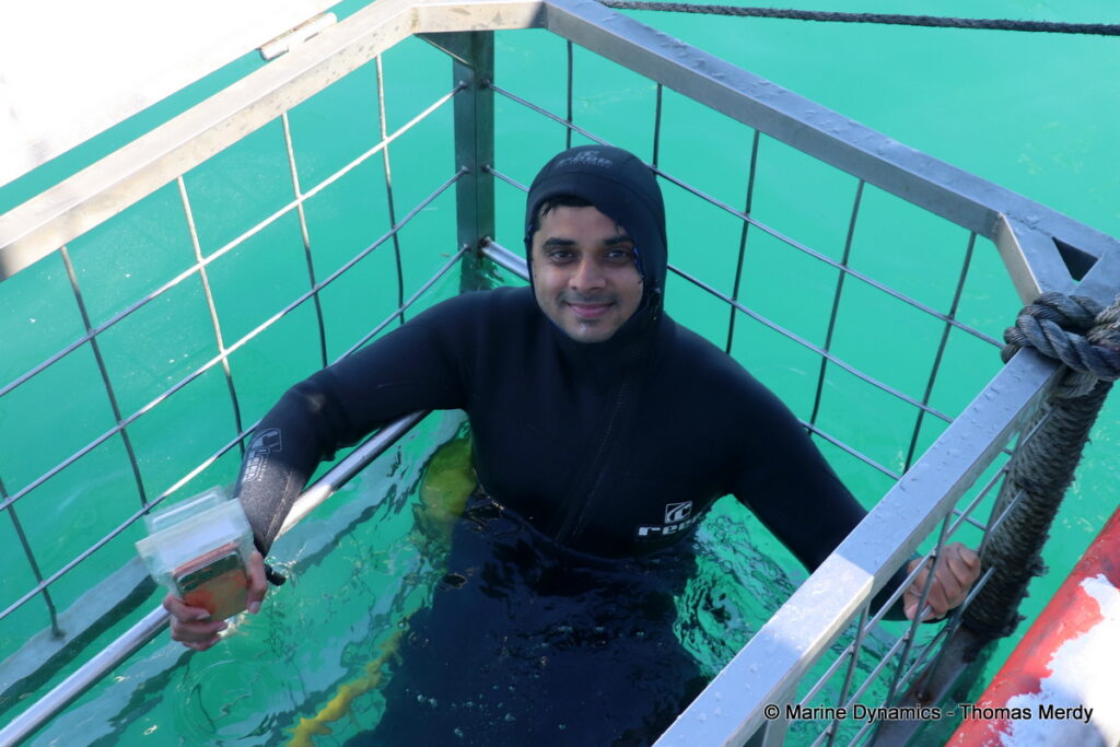 Shark cage diving, Gansbaai, South Africa